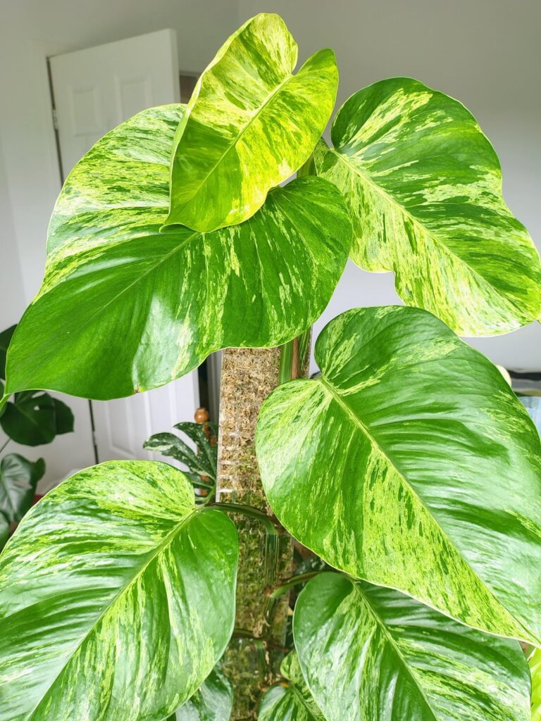 My marble queen😍