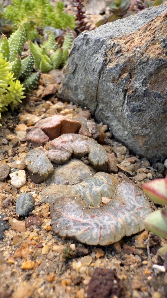 Haws in a staged habitat