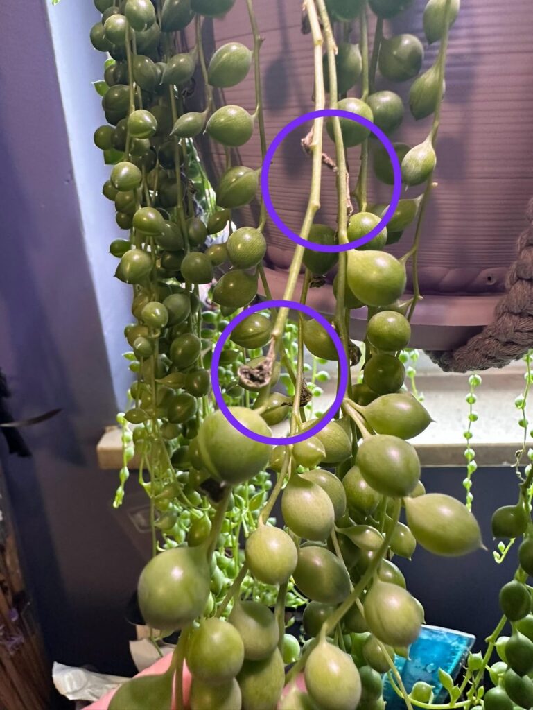 New member, plz help with string of pearls!! Suddenly crispy/shriveled?
