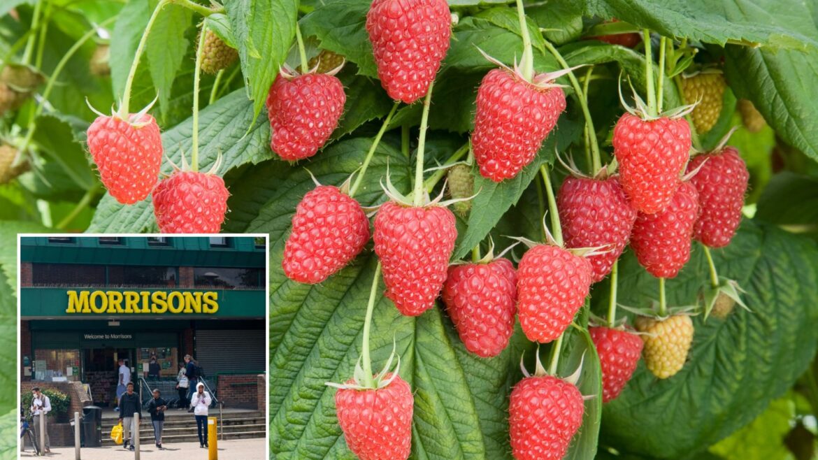 Gardeners are snapping up fruit trees for £2 & it’ll give you months of homegrown raspberries & blackberries