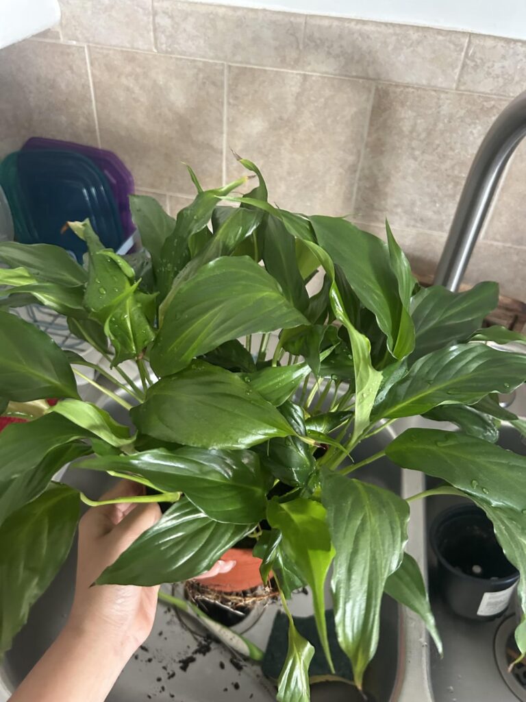 Parents gifted me their plant, repotting? Parents gifted me their plant, repotting?