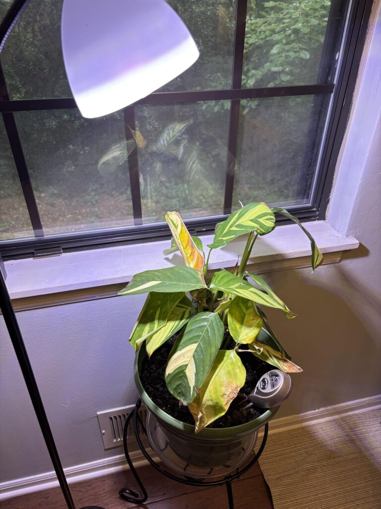 What am I doing wrong with this golden pothos?
