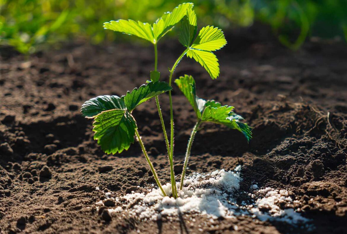 9 Fertilizing Mistakes That Are Ruining Your Lawn and Garden 9 Fertilizing Mistakes That Are Ruining Your Lawn and Garden