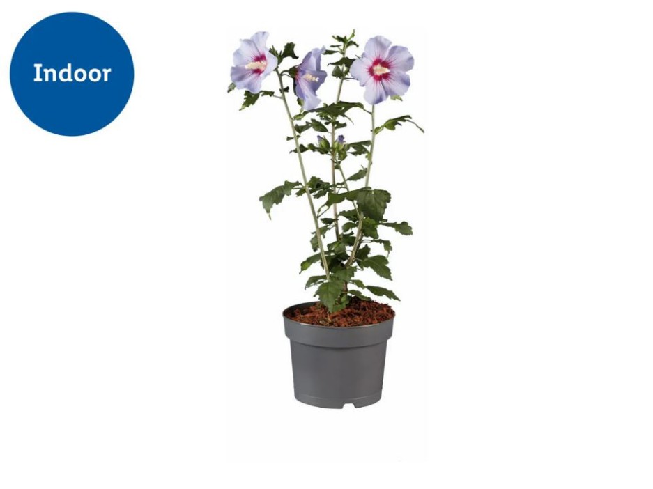Hibiscus