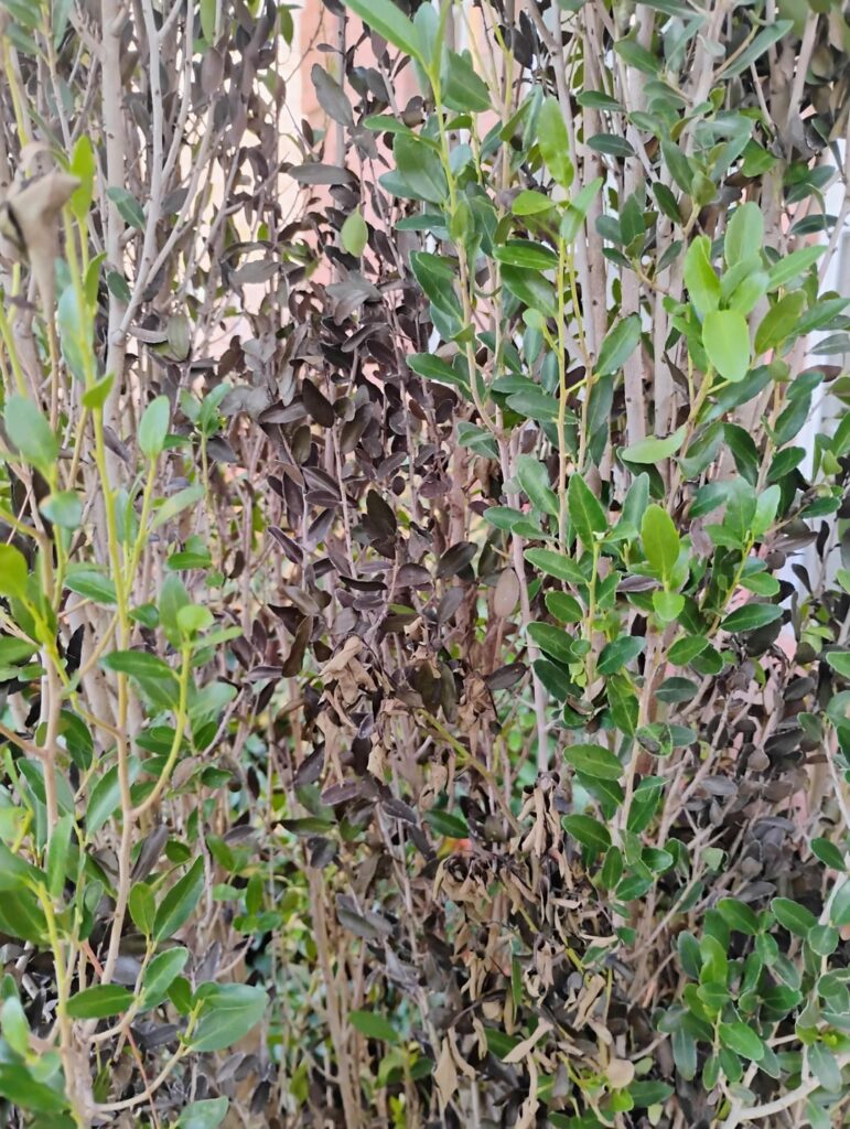 How can I save overwatered Yaupon hollies