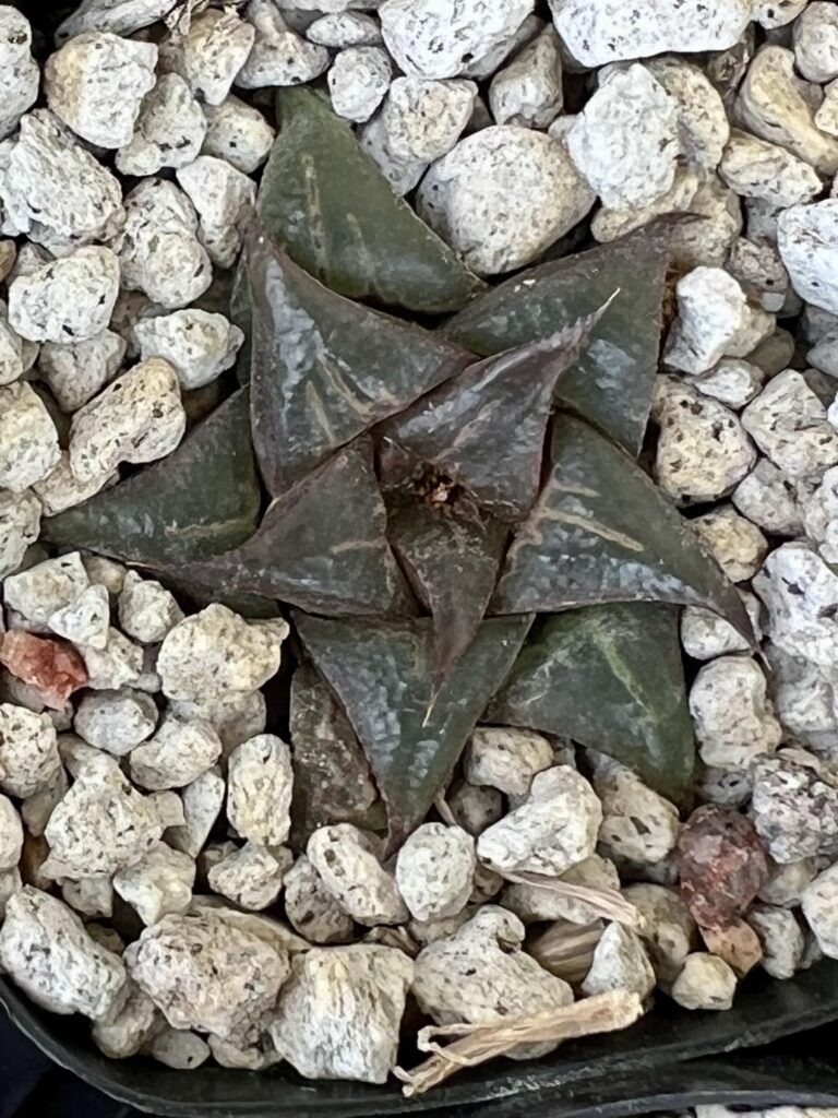 Bev’s Wonder and hybrids, part 1