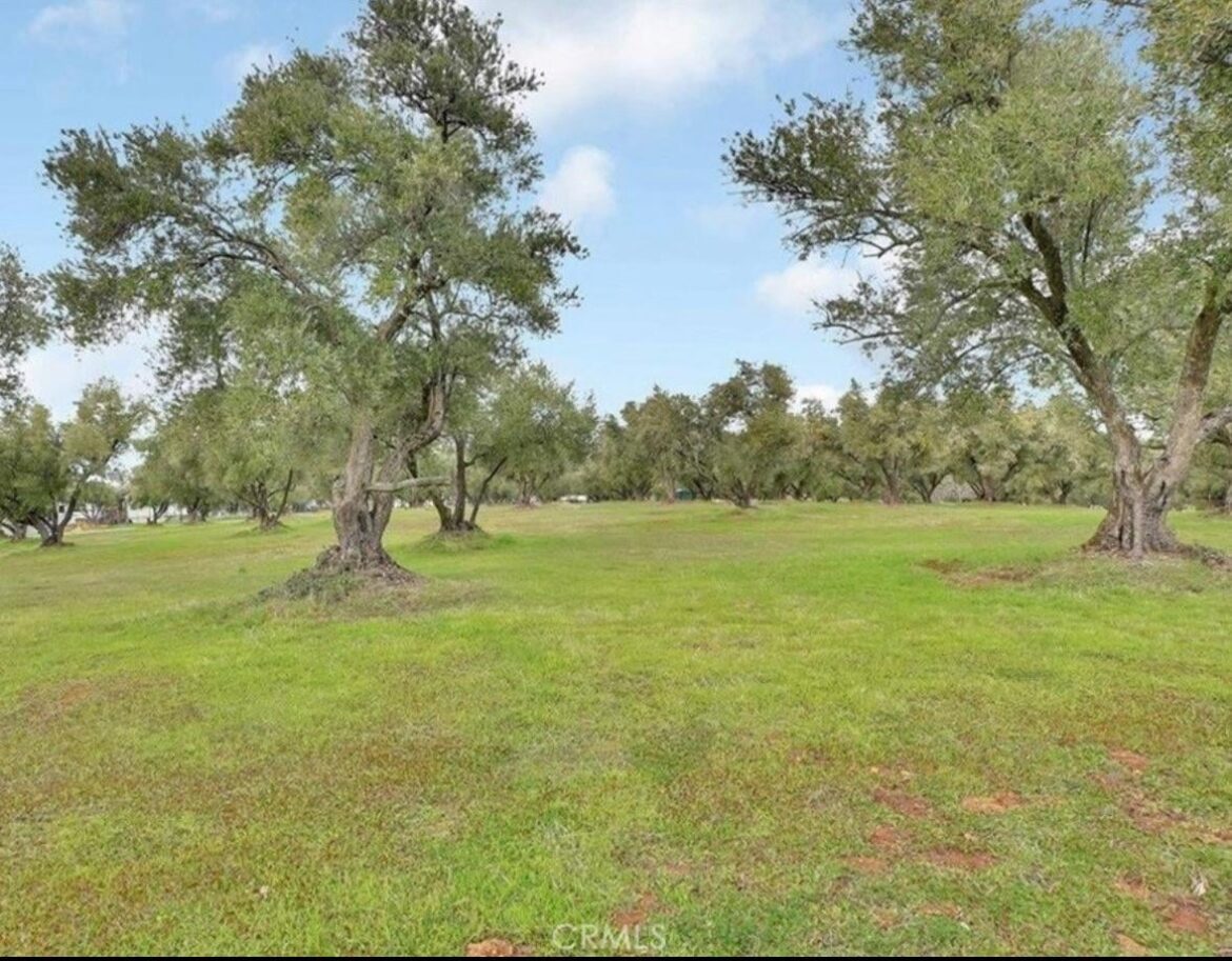 What species of Olive Trees? What species of Olive Trees?