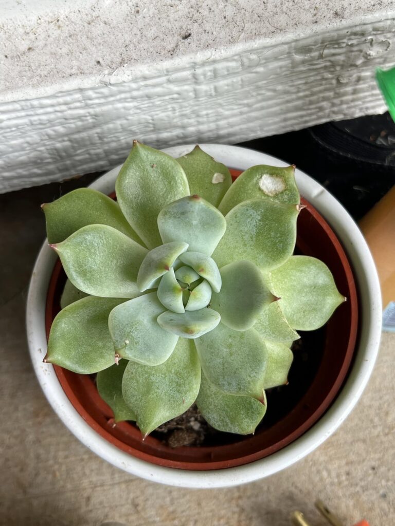 Help - sunburn? Leaf broke?