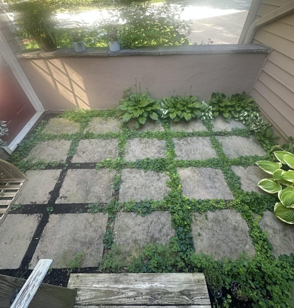 Current Ground cover between pavers – Should I need to do anything to maintain or improve it? Current Ground cover between pavers - Should I need to do anything to maintain or improve it?