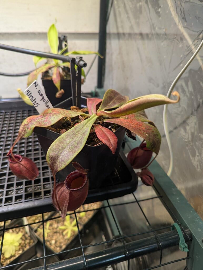 Never seen a leaf jump this big