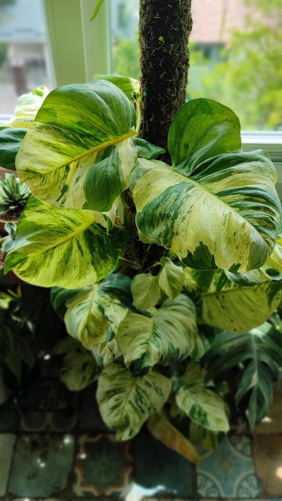 Manjula Pothos. Can it have even more leaves?