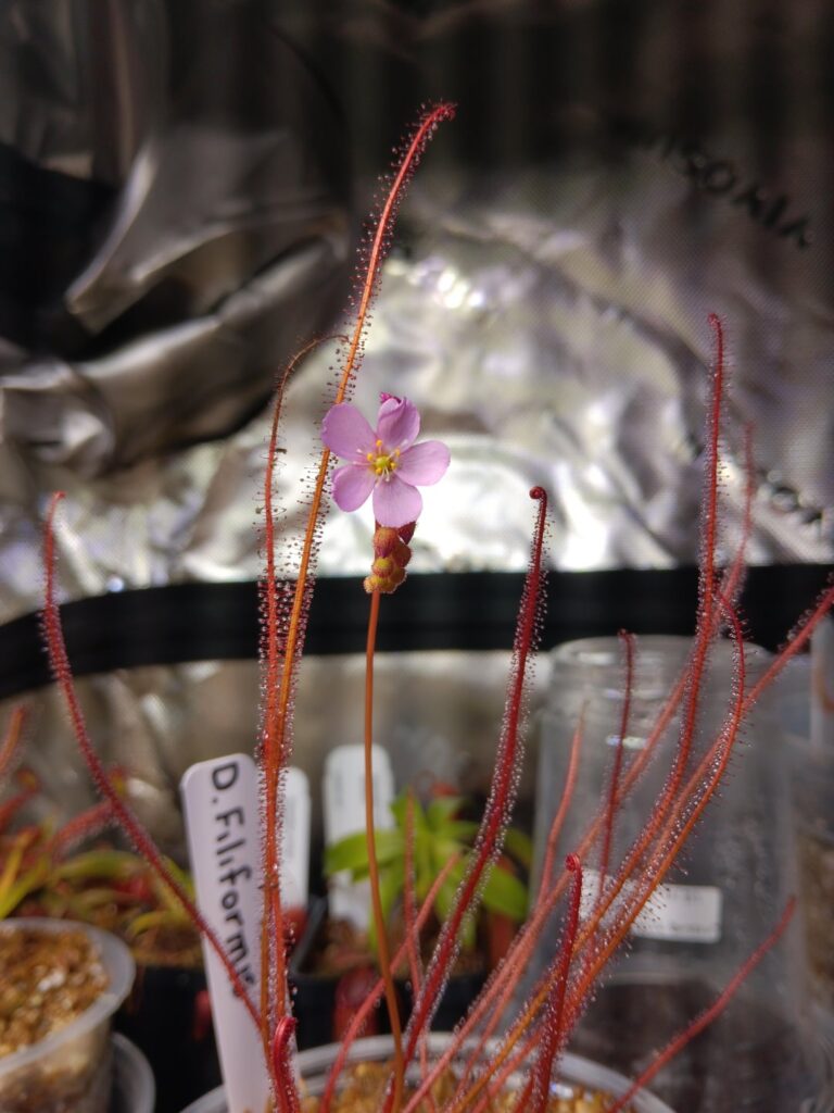 My favorite is blooming!