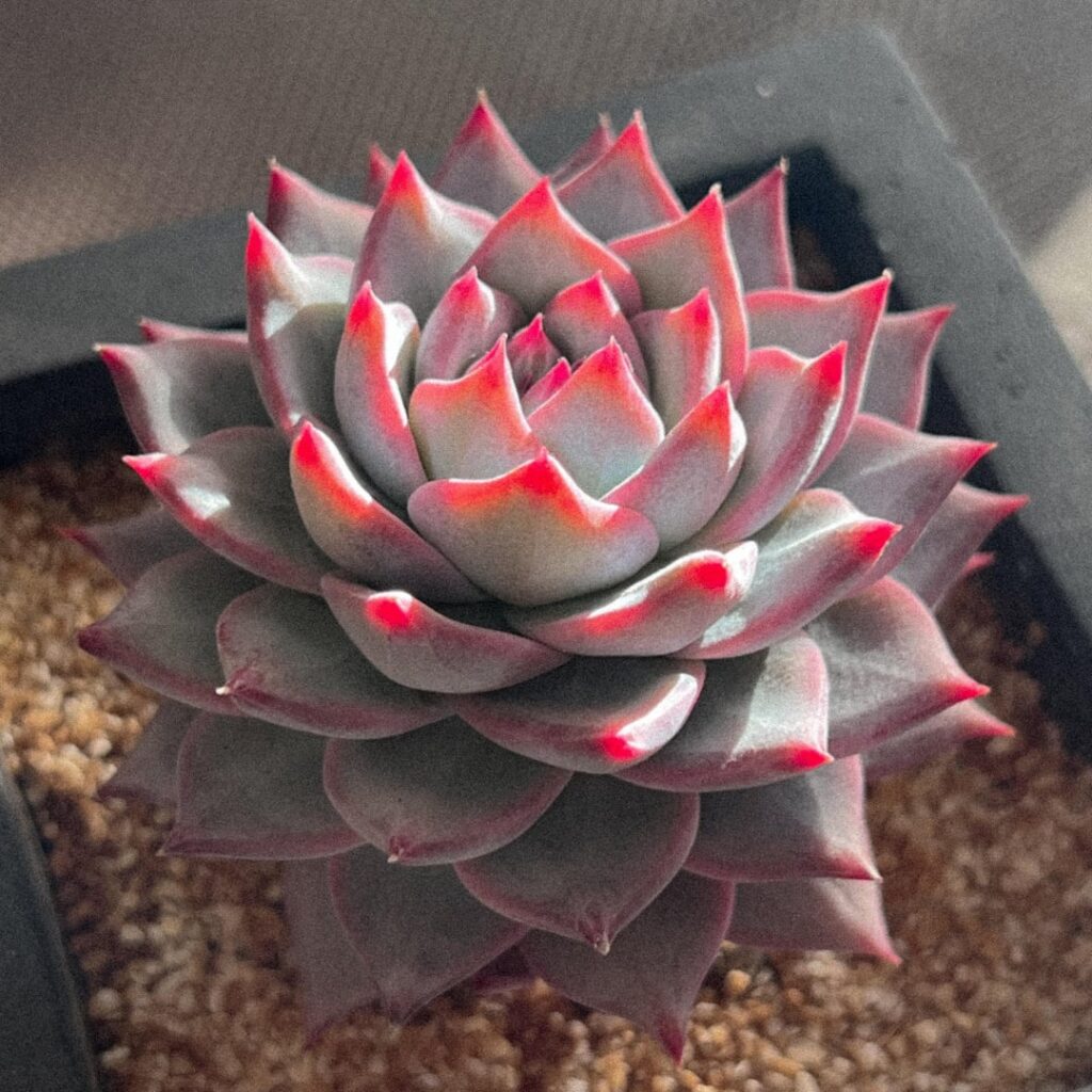 My Echeveria Blue Bird in the sun and under the LEDs :)