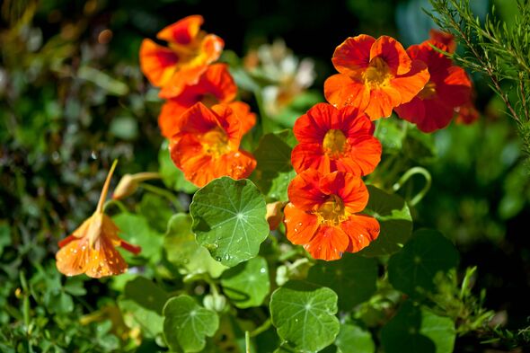 Close-up of nasturtiums in the garden