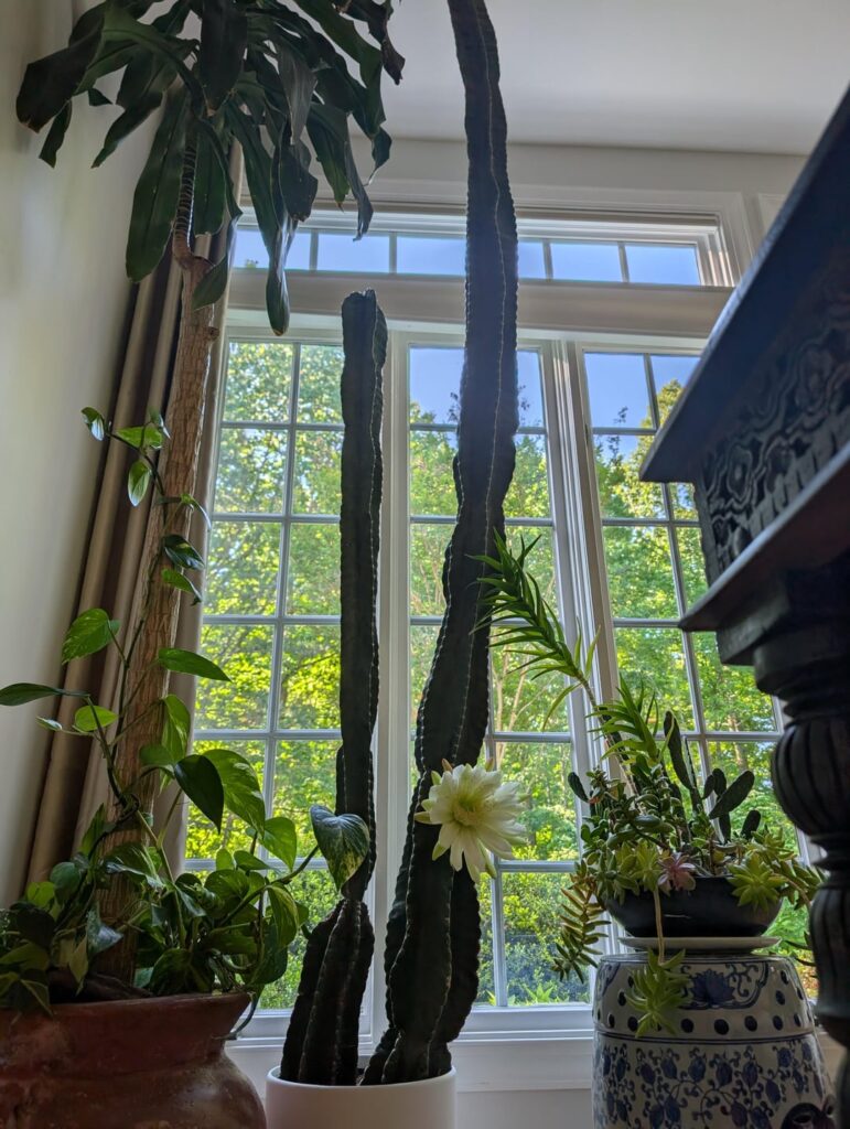 Cactus flowers on my 9ft tall plant