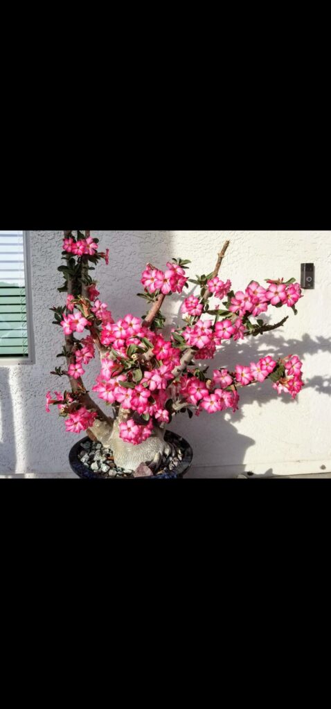 My baby putting on a show...