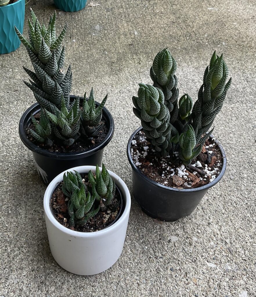 Putting small plants together in one pot- how should I space them? Putting small plants together in one pot- how should I space them?