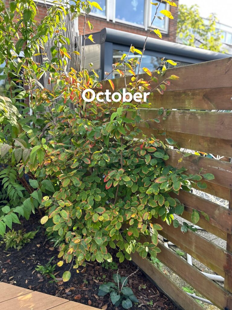Amelanchier lamarckii
