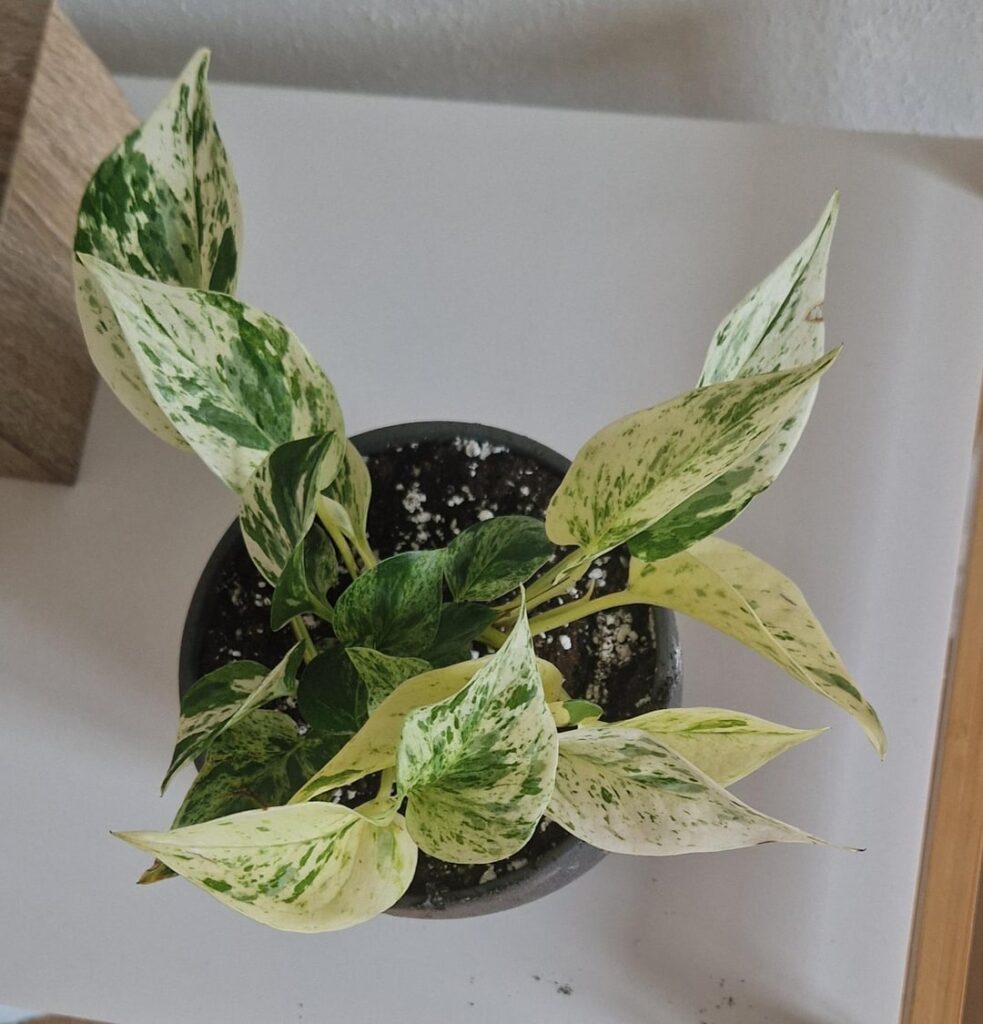 Help with id
