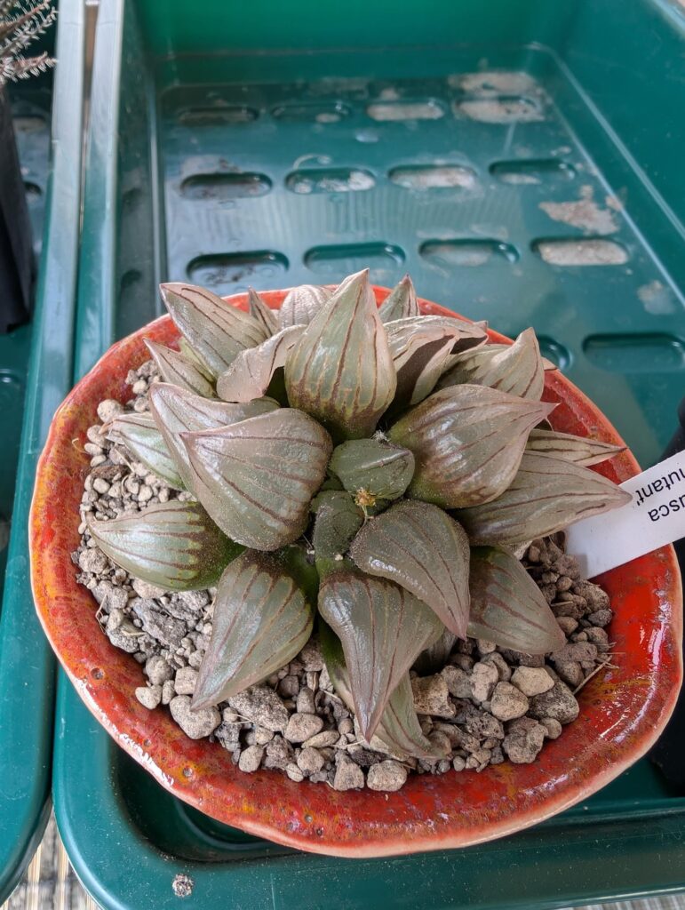 Lightning conditions Lightning conditions