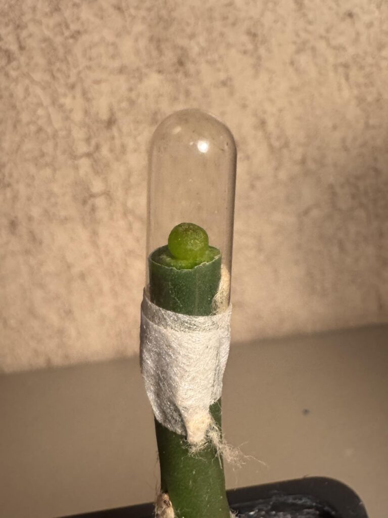 First attempt at u/genesgreens tek! Will report back
