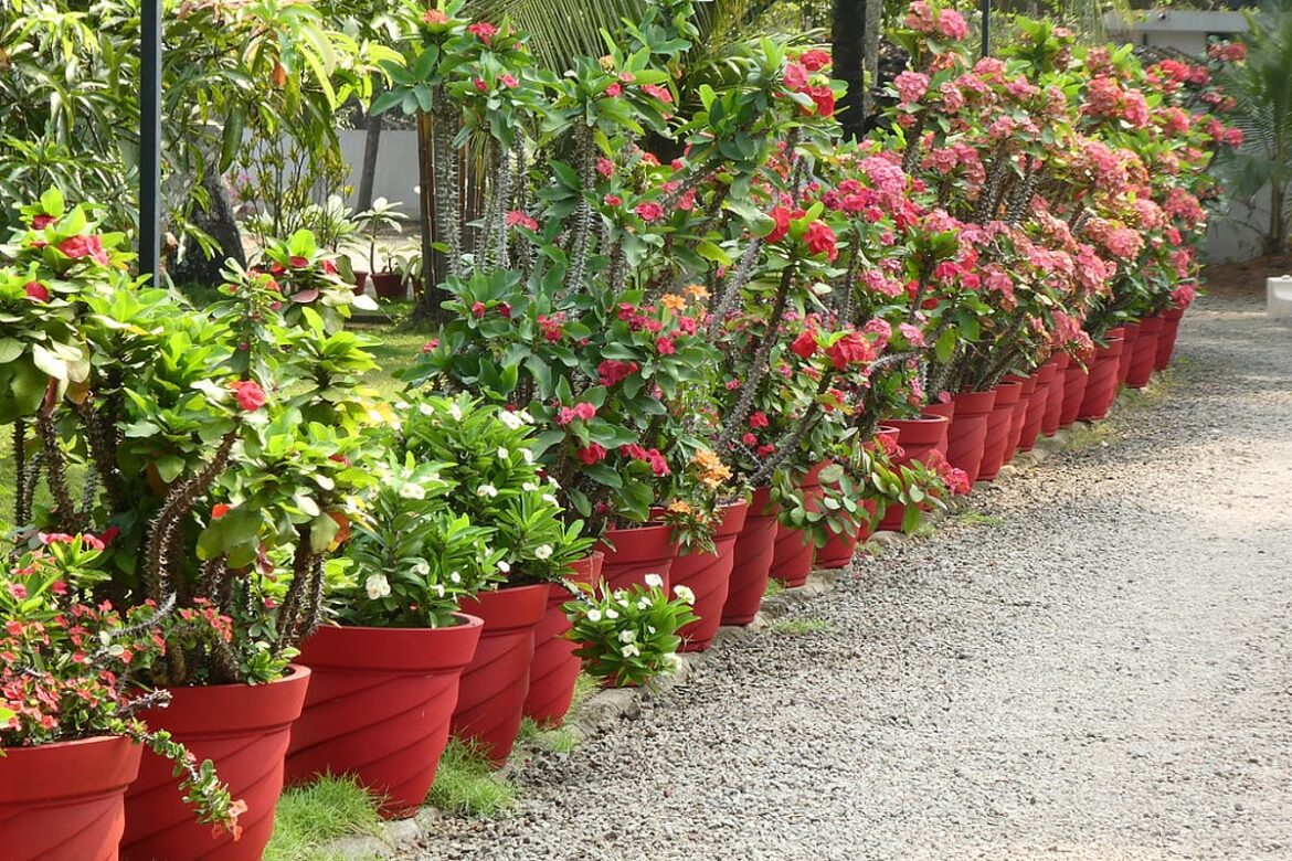 How to protect your plants from too much rain How to protect your plants from too much rain