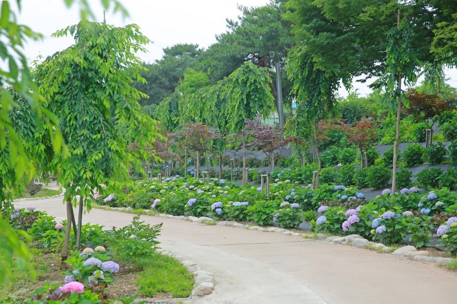 Yugu Saekdong Hydrangea Garden (Gonju City)