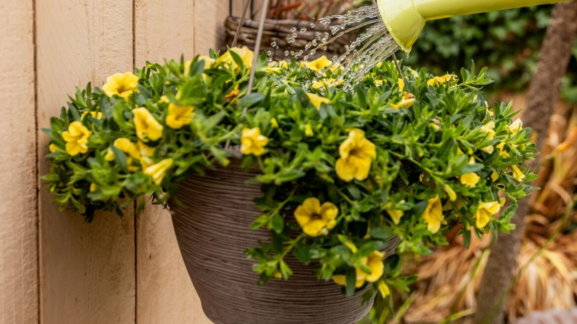 The essential gardening task you need to do to make your hanging baskets flower and last all summer The essential gardening task you need to do to make your hanging baskets flower and last all summer