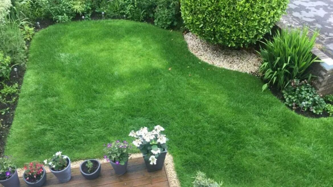 Gardeners MUST carry out essential task if they want to get thick, bushy & super green lawns that last all summer Gardeners MUST carry out essential task if they want to get thick, bushy & super green lawns that last all summer