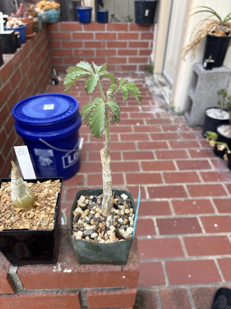 A couple pickups from the SFSCS expo - Cyphostemma sandersonii and Pachypodium namaquanum