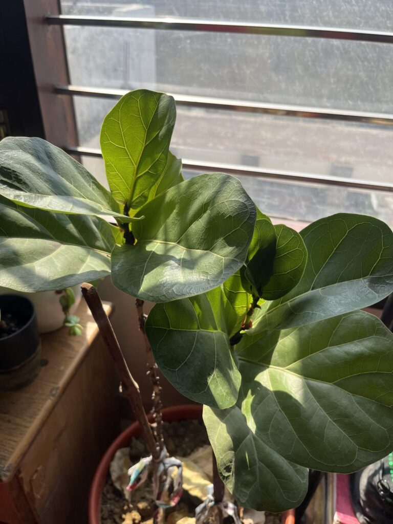 Newbie mom to Fiddle Leaf- Please guide!