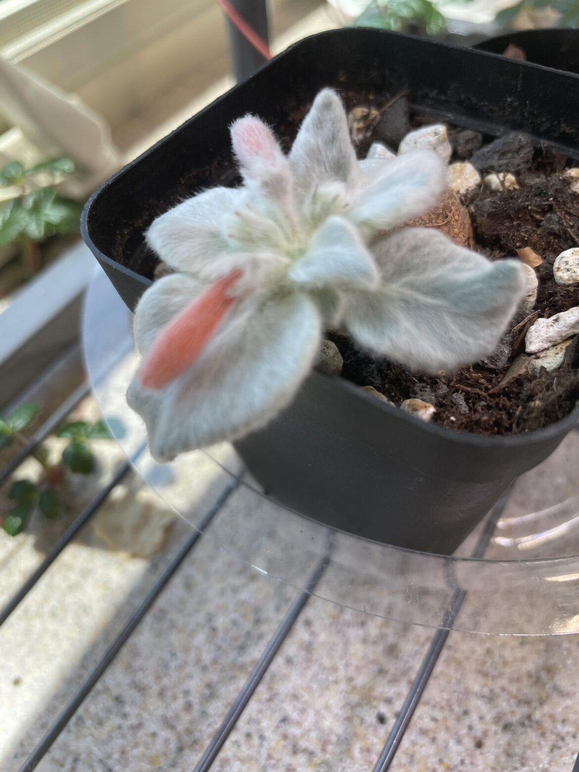 Identification please