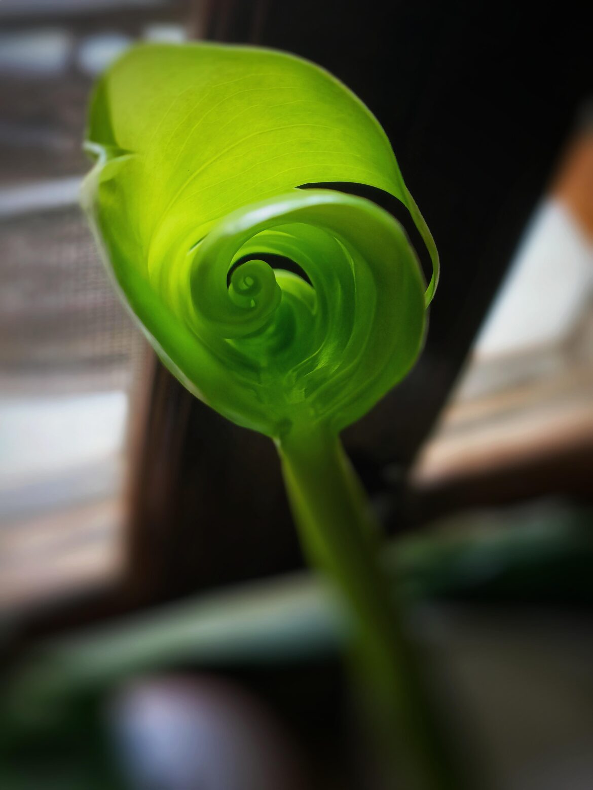 Inside a unfurling Monstera