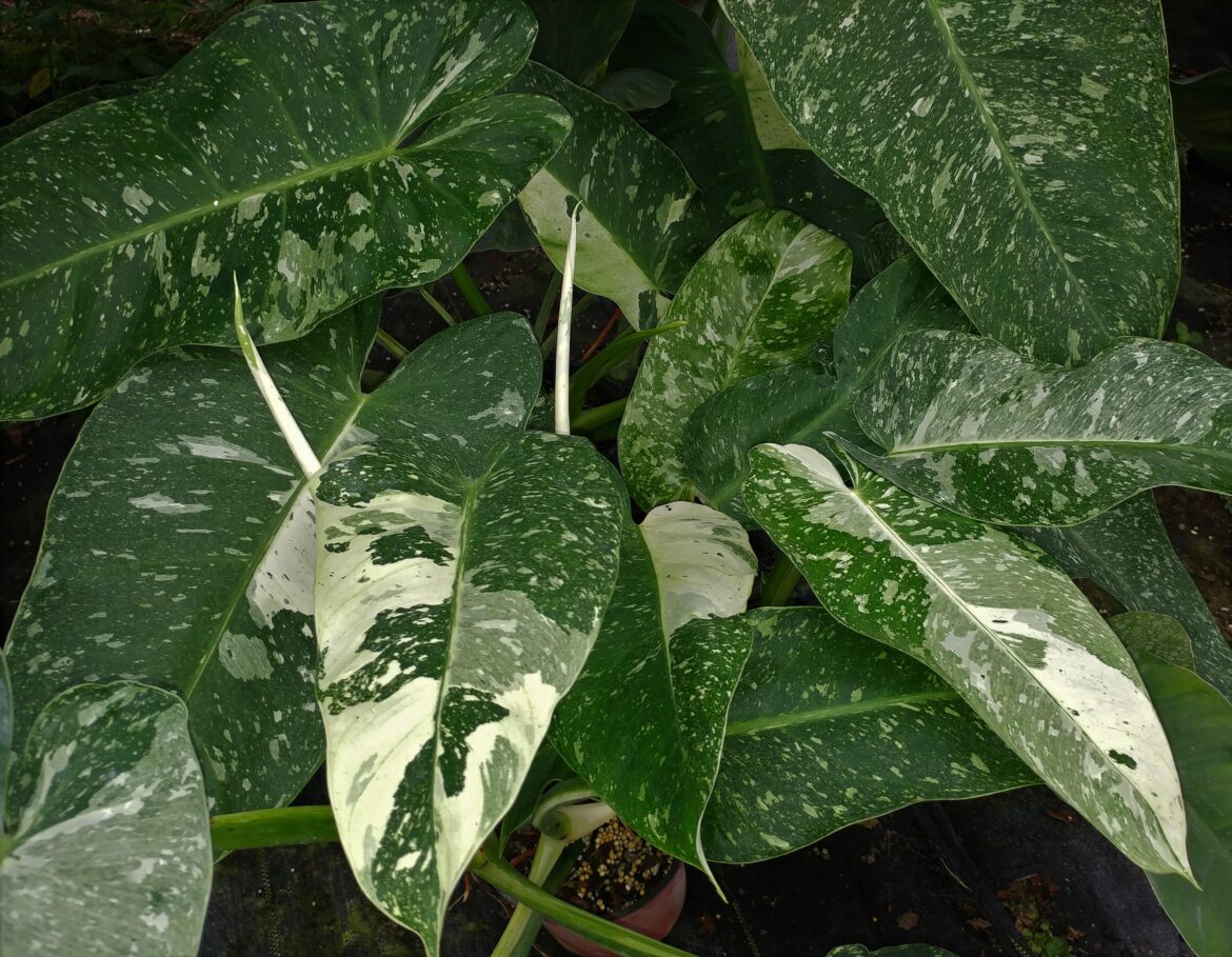 Philodendron 'Jose Buono'