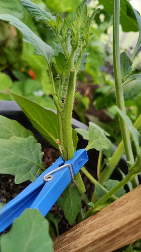 Tomato grafts on black nightshade looking good Tomato grafts on black nightshade looking good