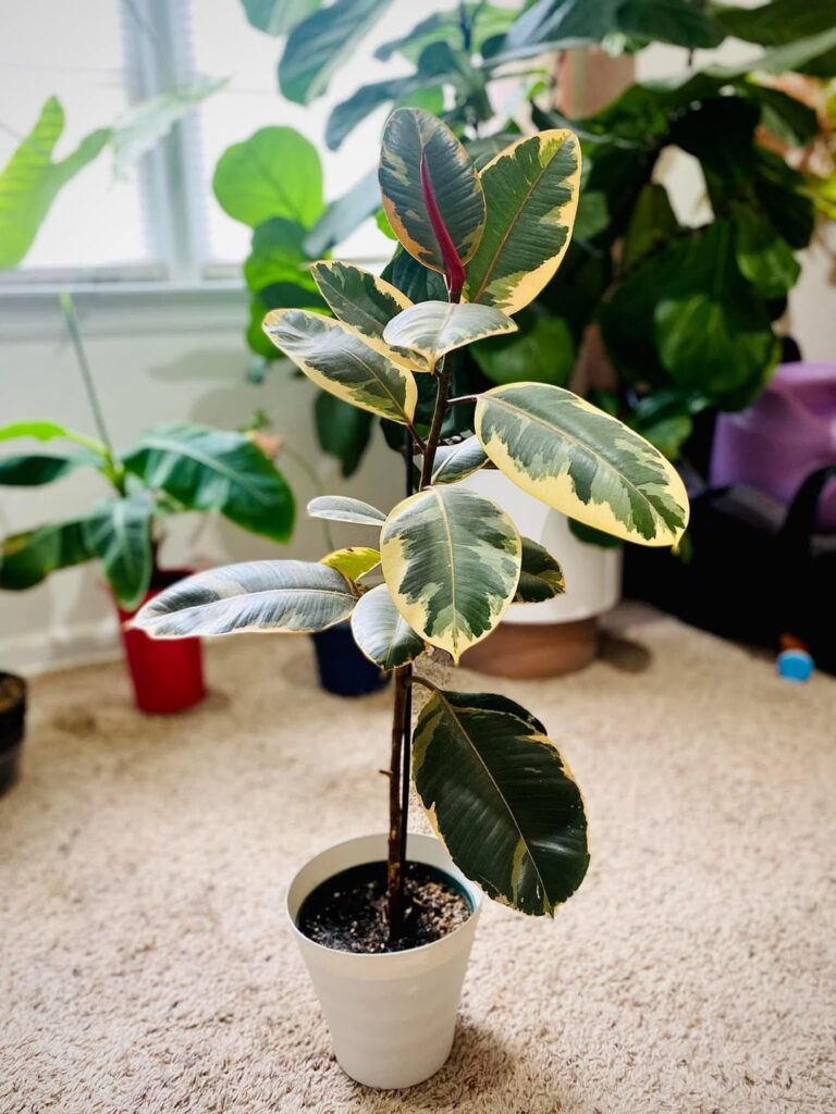 I just wanna take a moment to thank Reddit and Tiktok for teaching me how to take care of plants