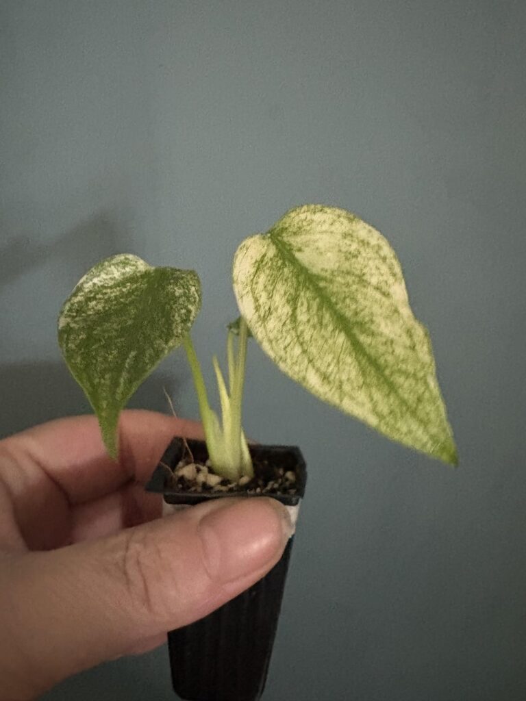 Monsteras are all throwing out new leaves 😊 Monsteras are all throwing out new leaves 😊