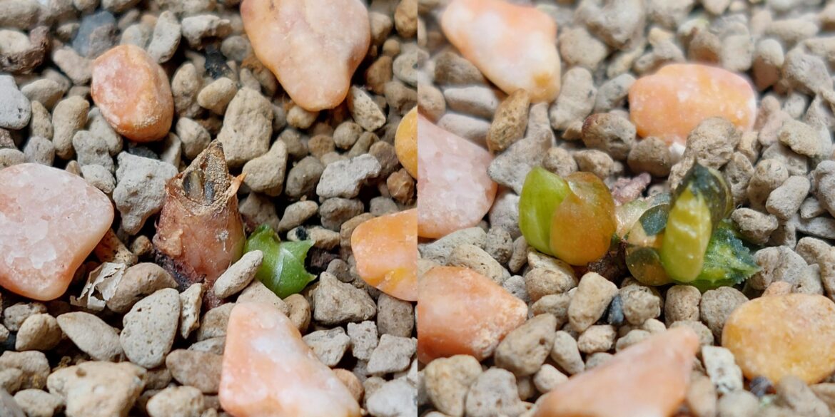 Two months worth of progress for these highly variegated limifolia offsets