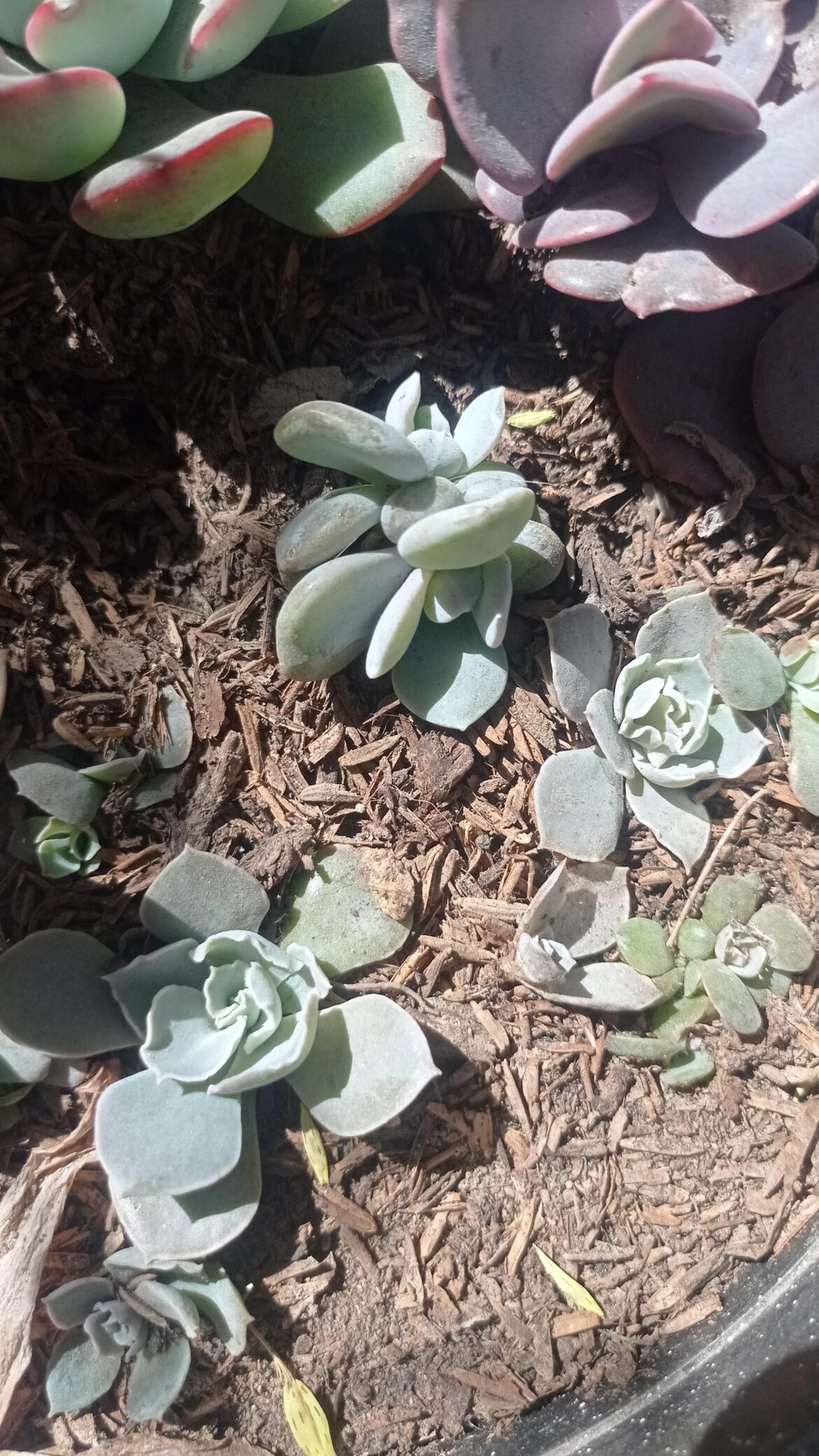 Some baby succulents, they'll be big soon 😅🤓