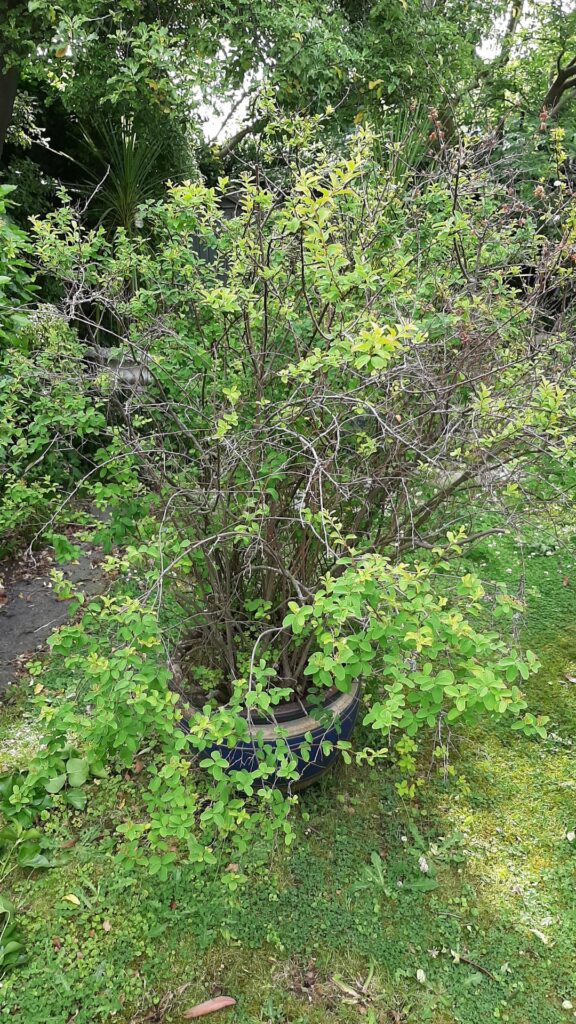 Not sure why my bush is failing Not sure why my bush is failing