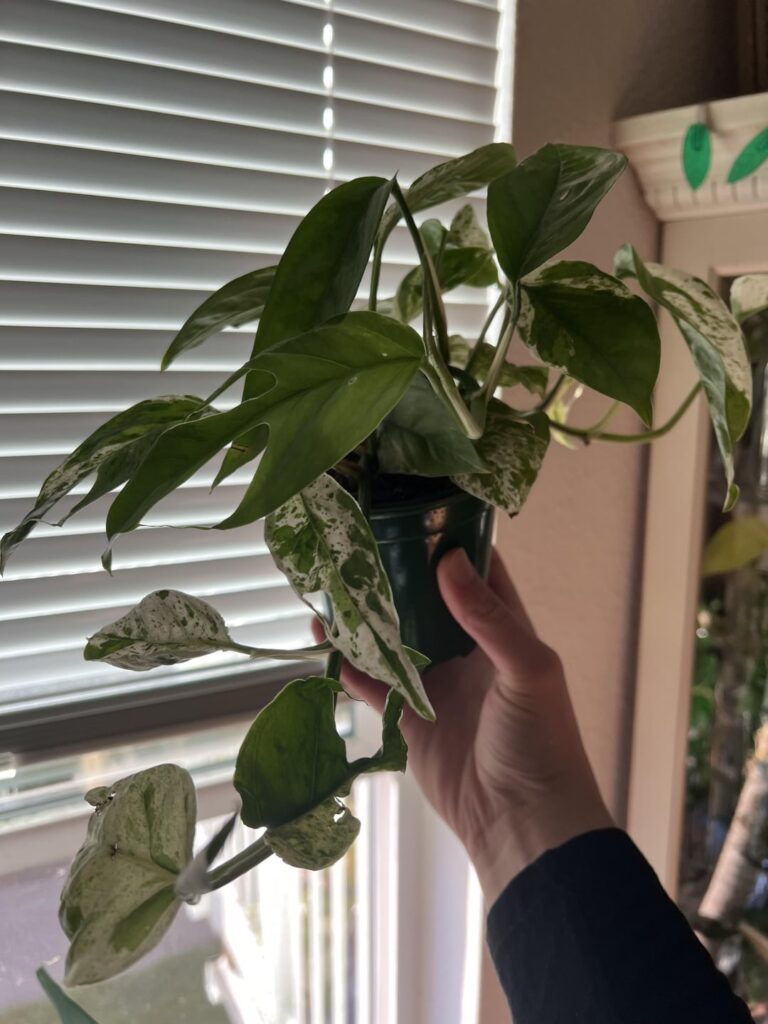 Marble Queen? Marble Queen?