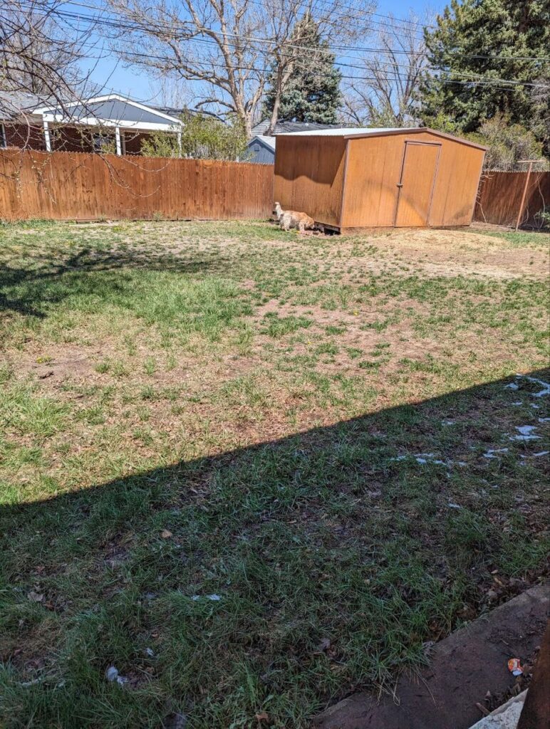 backyard lawn conversion backyard lawn conversion