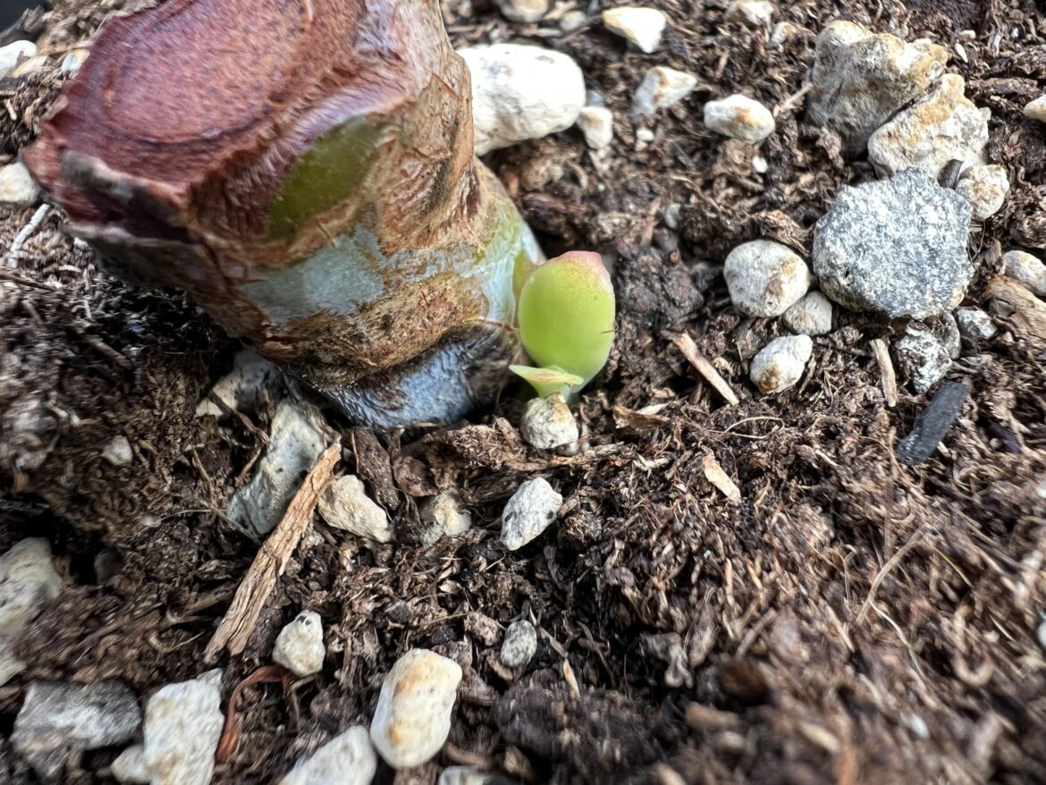 It hasn’t rotted away and started new growth after one month