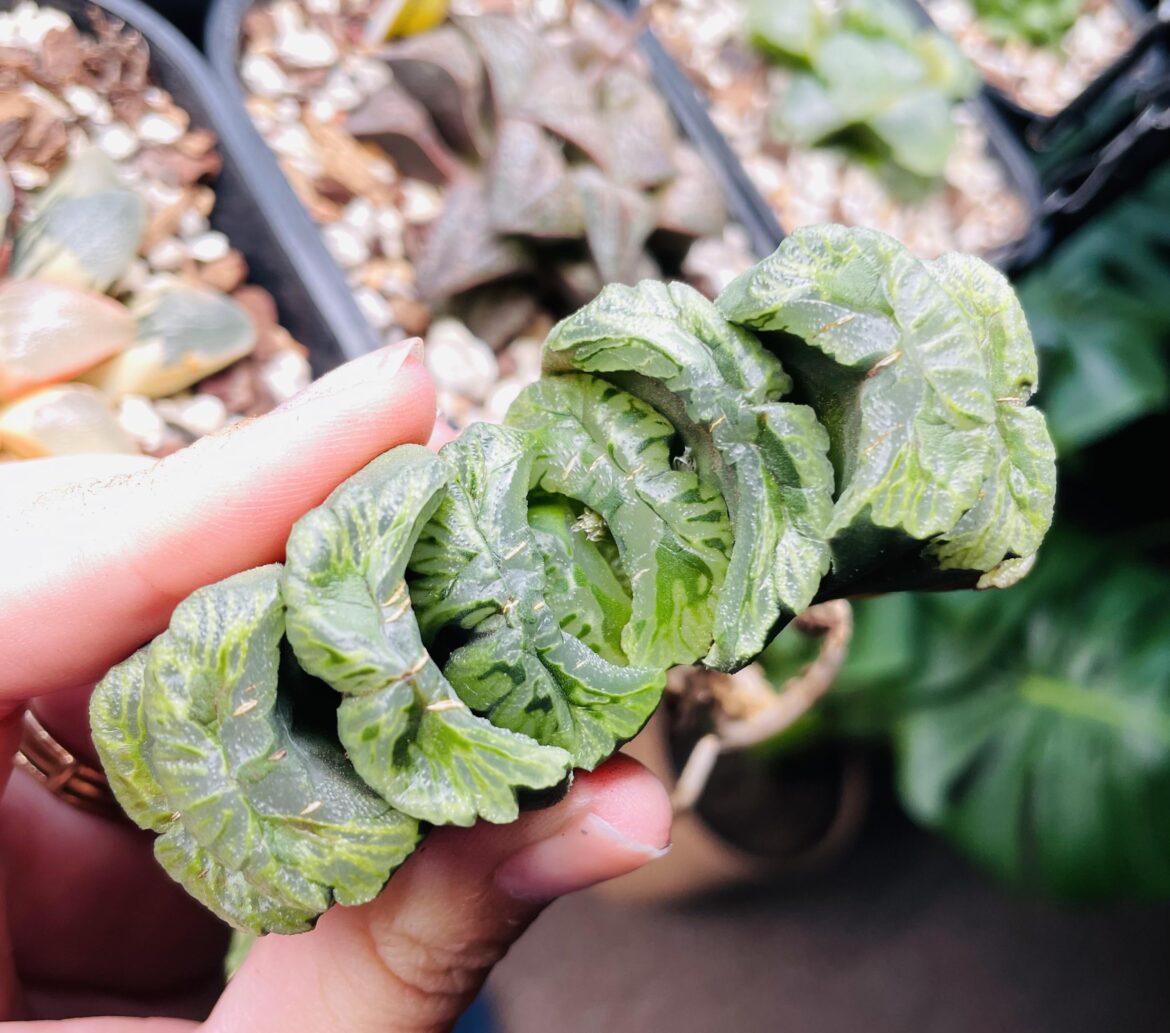 H. Truncata “midorikucho”