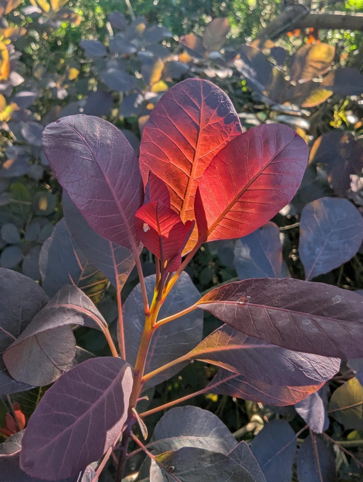 Royal Purple turned red in the sunlight 🌞
