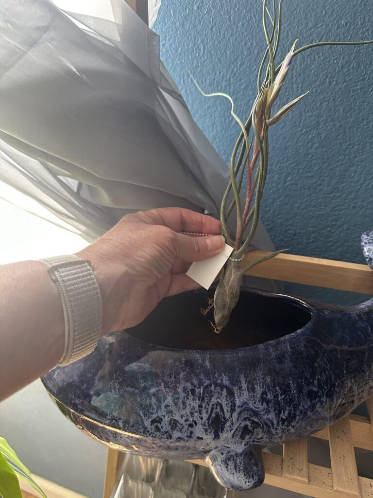 How do I care for my Butzii x Seleriana?