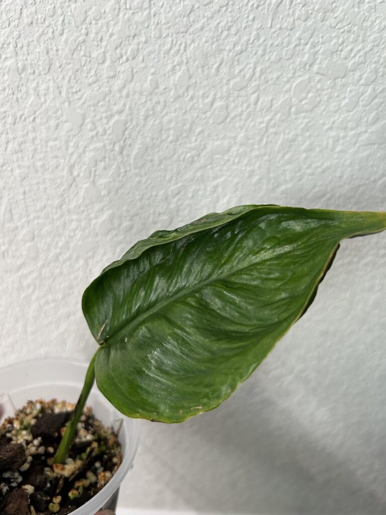 ID Please, thanks!