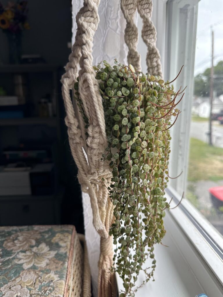 My String of Turtles is Flowering!