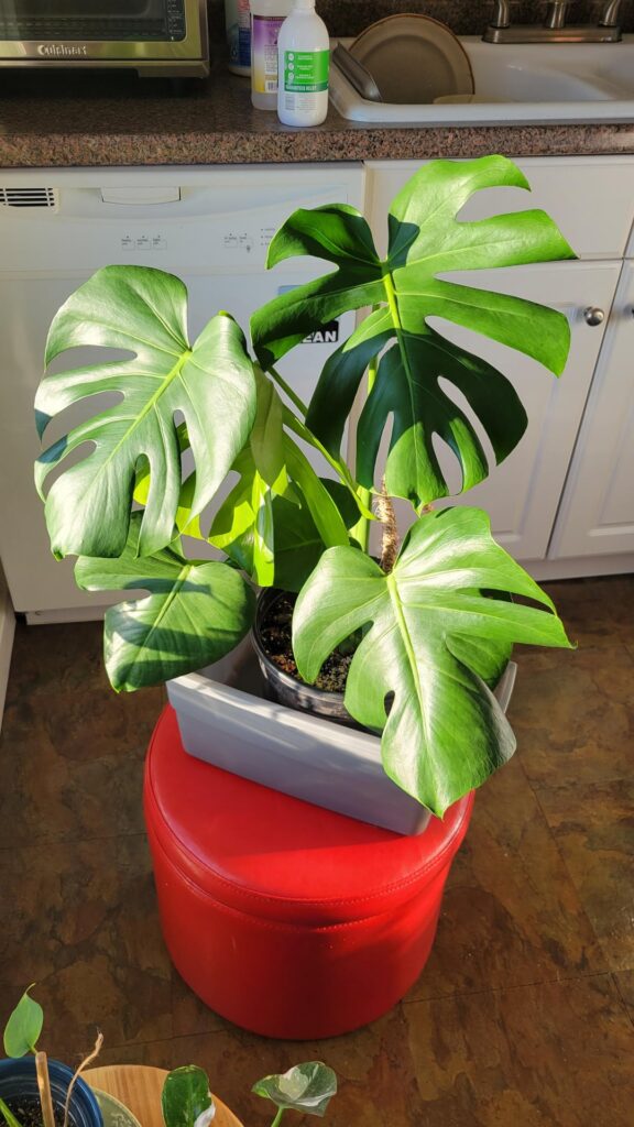 Almost exactly one year of growth. She rules this home