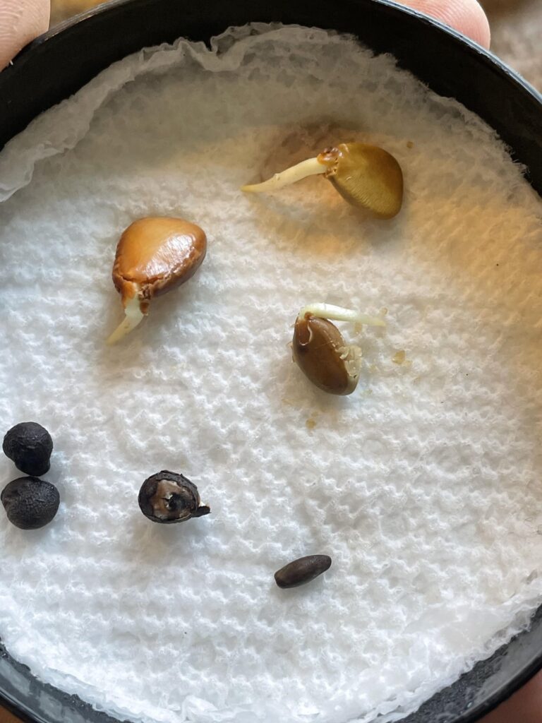 Caudex seed mix update 9 Days in